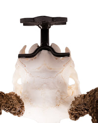 Support mural en bois de cerf