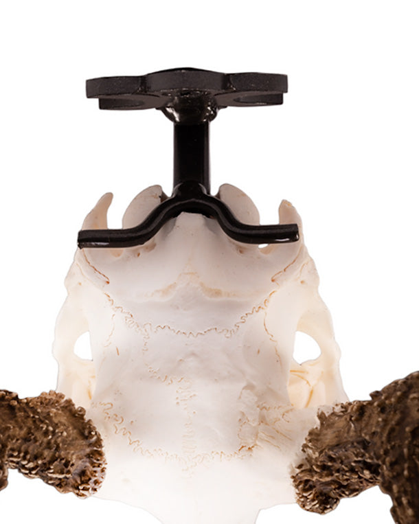 Support mural en bois de cerf