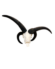 Véritable crâne de mouton Jacob
