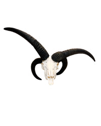 Véritable crâne de mouton Jacob