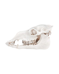 Real Camel Skull