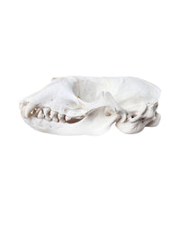Real grey seal skull