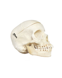 Crâne d'enfant réel (plaque crânienne amovible)