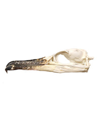 Kormoran Schädel