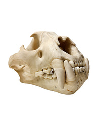 Real Leopard Skull ♂