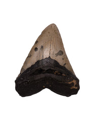 Real Megalodon Tooth