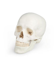Replica Human Skull 3-part