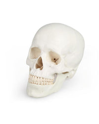 Replica Human Skull 3-part