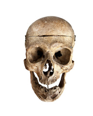 Real Human Skull