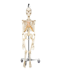 Vrai squelette humain