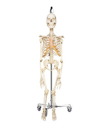 Vrai squelette humain