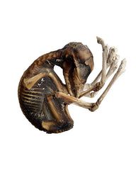Real Mummified Deer Embryo