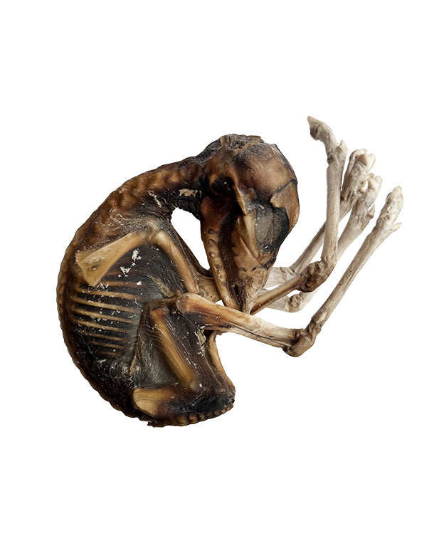 Real Mummified Deer Embryo