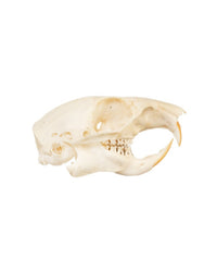 Real Marmot Skull