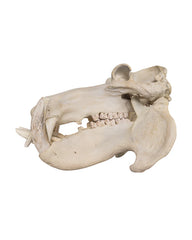 Echter Nilpferd Schädel