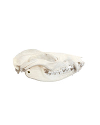 Real opossum skull