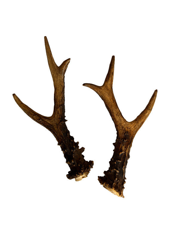Real roe deer antlers (pair)