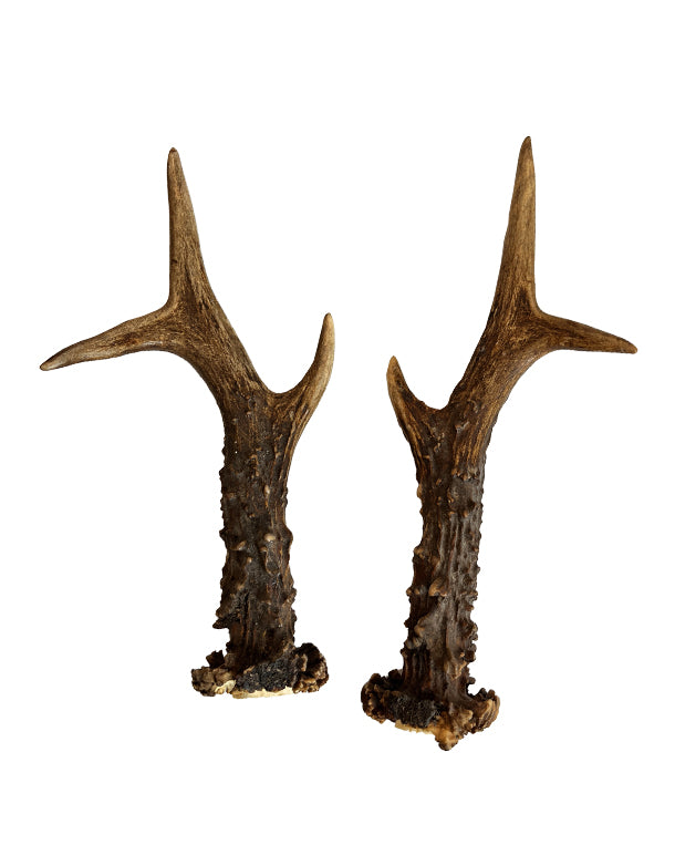 Rehbock Abwurfstange