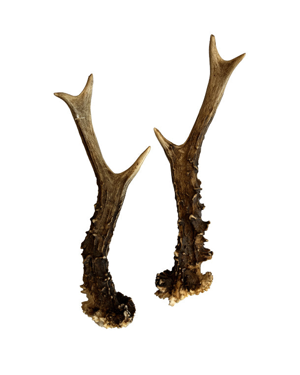 Rehbock Abwurfstange