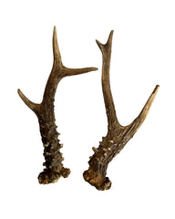 Rehbock Abwurfstange