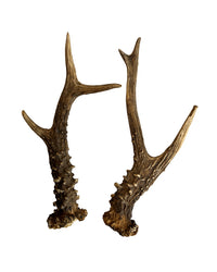 Rehbock Abwurfstange