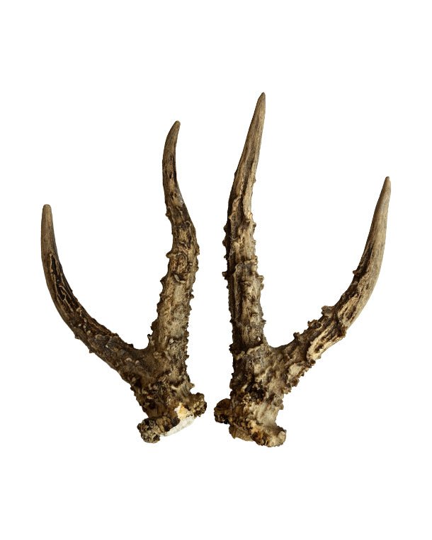 Real roe deer antlers (pair)