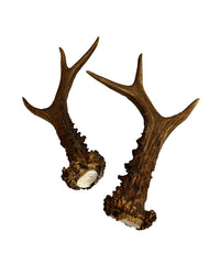 Rehbock Abwurfstange