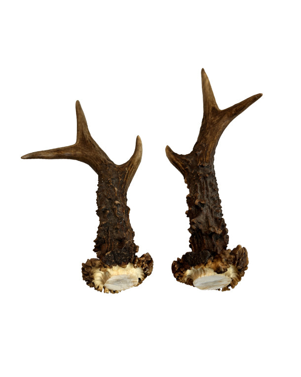 Rehbock Abwurfstange