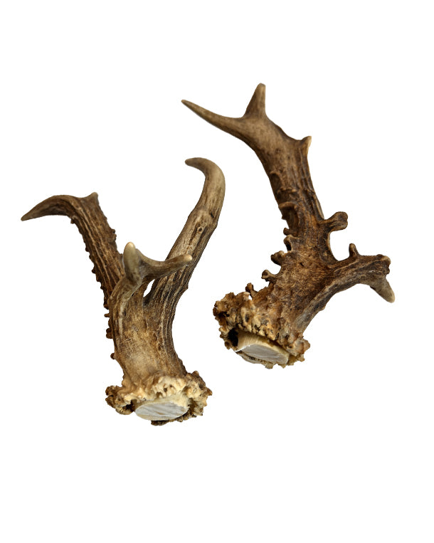 Real Roebuck Antlers Abnormal (Pair)