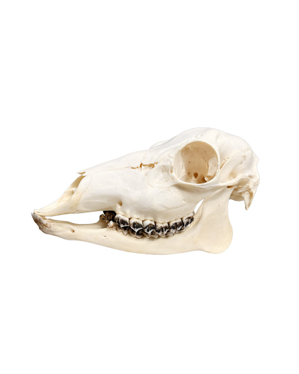 Reh Schädel mit Unterkiefer