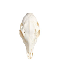 Vrai crâne de cerf