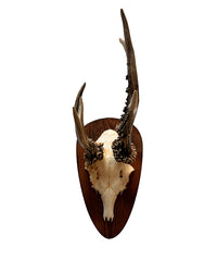 Rehbock Trophäe