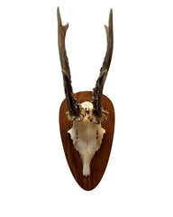 Véritable trophée de chevreuil