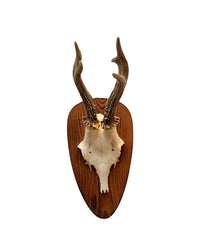 Rehbock Trophäe