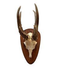 Echte Rehbock Trophäe