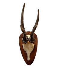 Rehbock Trophäe