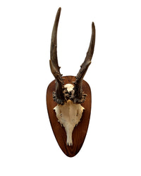 Rehbock Trophäe