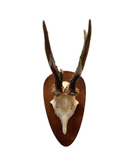 Rehbock Trophäe