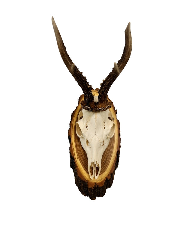 Rehbock-Trophäe auf edlem Akazien-Trophäenschild montiert – dekorative Jagdtrophäe für Wohnzimmer oder Jagdhütte.