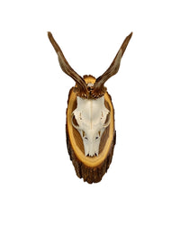 Rehbock-Trophäe auf edlem Akazien-Trophäenschild montiert – dekorative Jagdtrophäe für Wohnzimmer oder Jagdhütte.