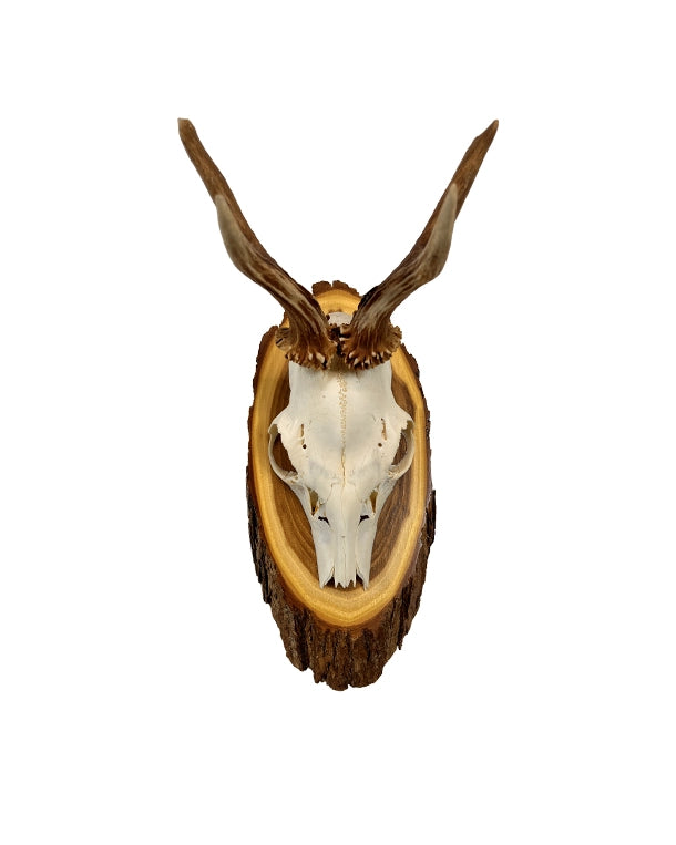 Rehbock-Trophäe auf edlem Akazien-Trophäenschild montiert – dekorative Jagdtrophäe für Wohnzimmer oder Jagdhütte.
