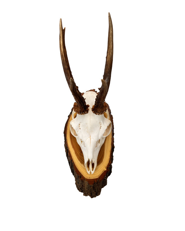 Rehbock auf Akazien Schild