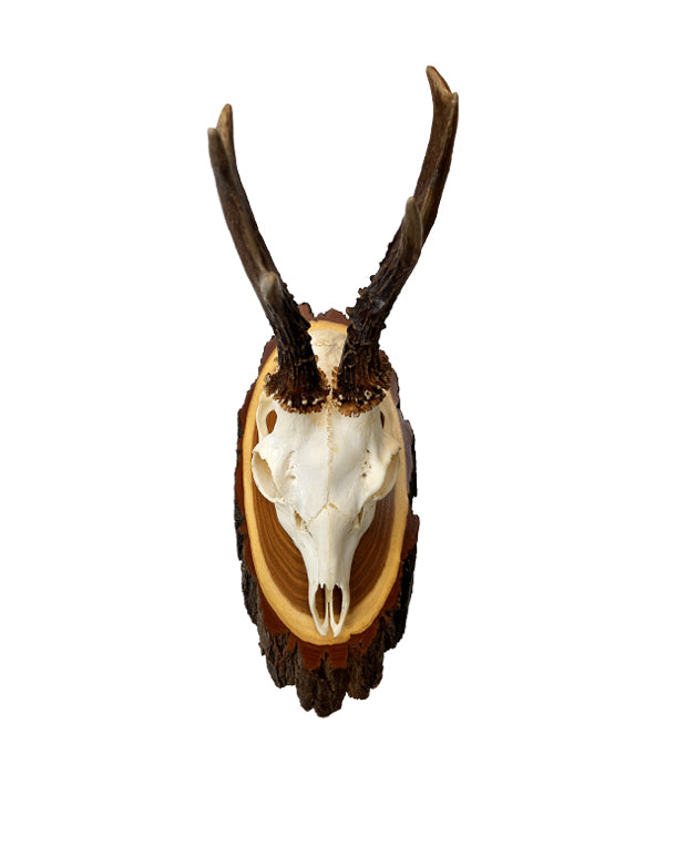 Rehbock Trophäe auf Akazien Schild