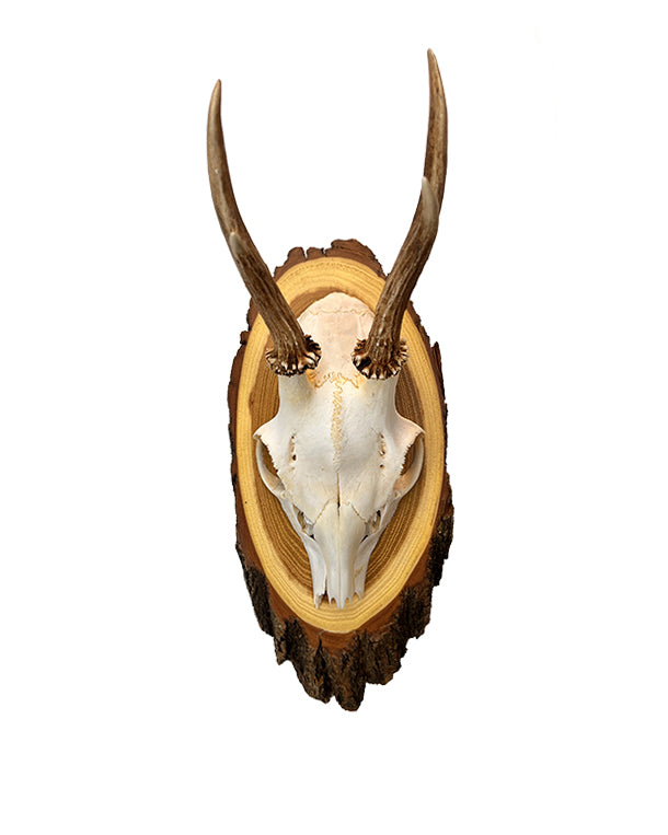 Rehbock Trophäe auf Akazien Schild