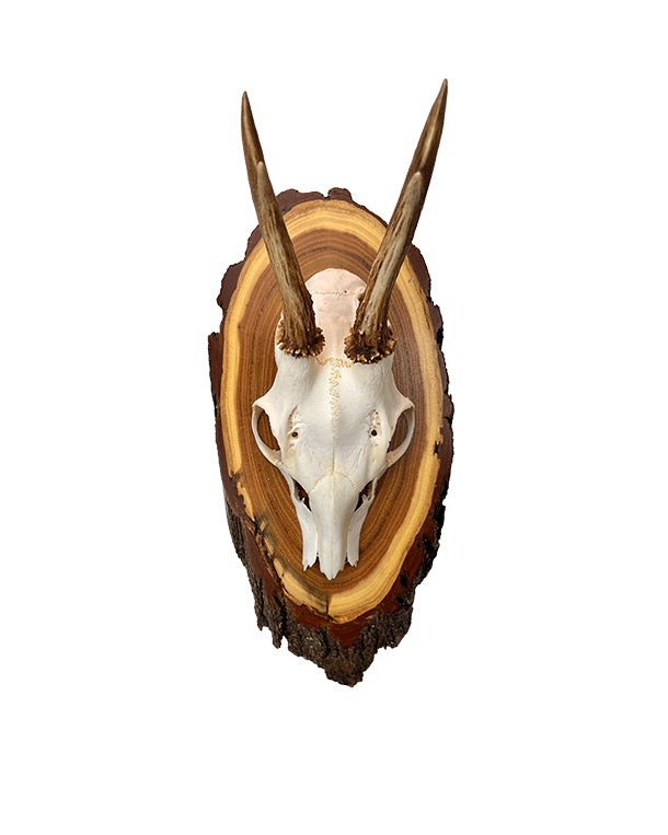 Rehbock Trophäe auf Akazien Schild