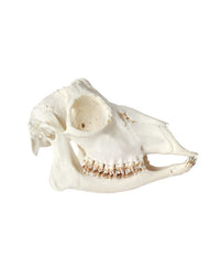 Véritable crâne de chevreuil (anormal)