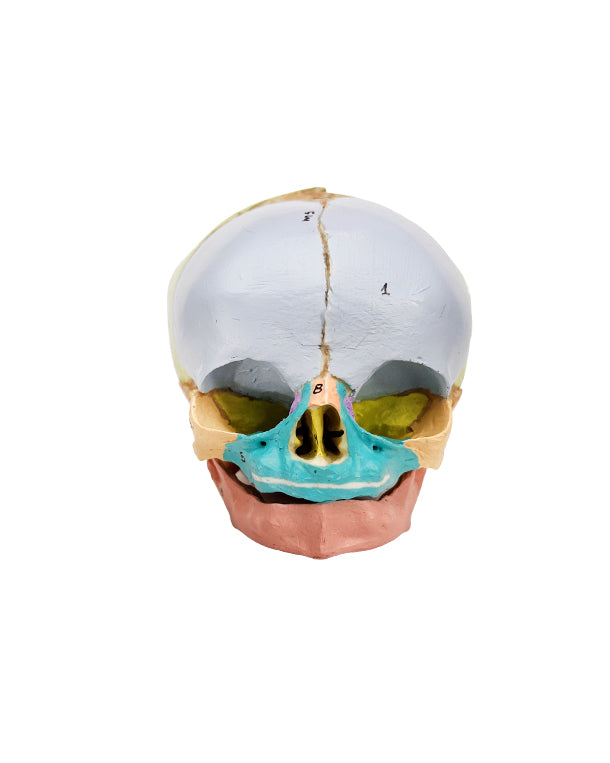 Replica didactic fetal skull, 40th week