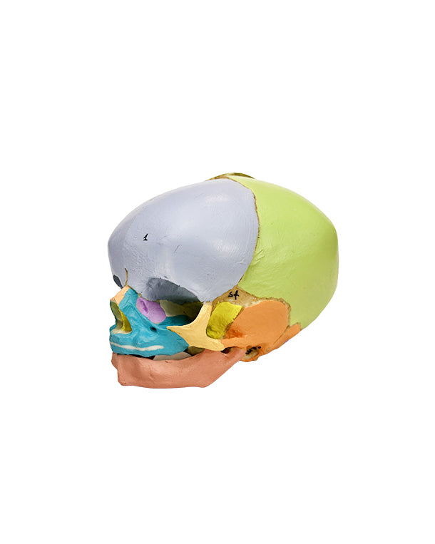 Replica didactic fetal skull, 40th week