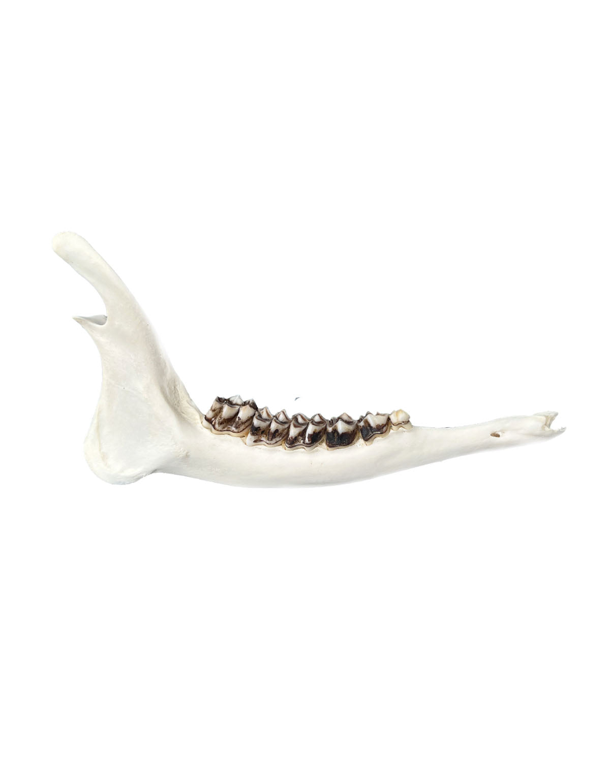 Mâchoire inférieure de vrai cerf