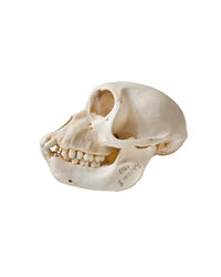 Echter Rhesusaffe Schädel